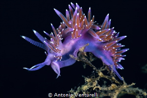 Flabellina ischitana_July 2025
(CanonRF100,1/200,f13,iso... by Antonio Venturelli 
